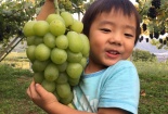Cận cảnh giống nho Mẫu đơn hơn 1 triệu đồng/kg bà nội trợ Việt mê mẩn