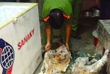 Nghệ An: Phát hiện 2 con hổ đóng băng nhập từ Lào về Việt Nam