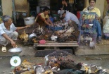 Nguy cơ dịch cúm gia cầm bùng phát