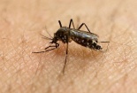Những biến chứng nguy hiểm của virus Zika