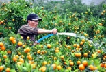 Kỹ thuật trồng và chăm sóc quất cảnh cho quả sai