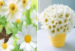 Kỹ thuật trồng và chăm sóc hoa cúc trắng đẹp lung linh chờ tết