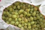 Quảng Ninh: Liên tiếp phát hiện hoa quả không đảm bảo tại chợ Hạ Long 1 