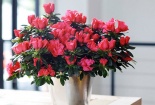 Những loại cây cảnh chứa kịch độc mà trẻ em không thể lại gần