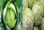  Bắp cải Trung Quốc tràn lan: Làm sao phân biệt hàng 'ta' hay hàng 'tàu'?