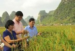 Cao Bằng: Thành công liên kết bốn nhà trong sản xuất và tiêu thụ nông sản