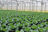 Lộ diện trở ngại làm chậm phát triển nông nghiệp hữu cơ