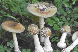Điểm mặt 4 loại nấm tự nhiên cực độc cần tuyệt đối tránh xa