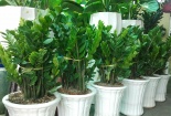 Kỹ thuật trồng và chăm sóc cây kim tiền cho tài lộc vào nhà