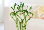 Kỹ thuật trồng và cách tạo tháp cây phát lộc đón vận may đầy nhà ngày Tết