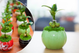 Kỹ thuật trồng cây may mắn mang tài lộc cho dân văn phòng