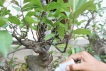 Ngày Tết cảnh giác với cây cảnh giả 
