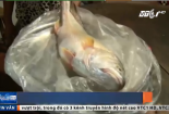 Video: Ngư dân Vĩnh Long bắt được cá sủ vàng 3,5 kg giá tiền tỷ