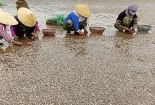 Thanh Hóa: Ngao chết hàng loạt, nguyên nhân do đâu?
