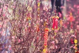 Ý nghĩa của những dịp Tết trong văn hóa Việt Nam
