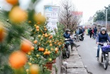5 chợ hoa nổi tiếng Hà Nội nên ghé thăm trong dịp Tết