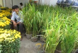 Tết Đinh Dậu: Lúa cảnh lần đầu xuống phố Hà Nội trưng Tết