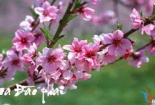 Những phong tục ngày tết đang có nguy cơ phai nhạt 