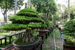 Cùng ngắm dàn cây cảnh độc lạ ở Hội hoa xuân 2017