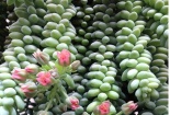 Kỹ thuật trồng cây chuỗi ngọc bi treo hiên nhà cực đáng yêu