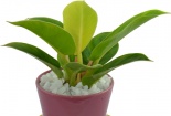 Kỹ thuật trồng cây Đế Vương đem tài lộc, thăng tiến cho người mệnh Mộc