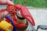 Tôm hùm đỏ 10 càng bị cấm nuôi được rao giá nửa triệu đồng/kg ở Đồng Tháp