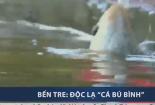 Tròn mắt xem cá bú bình như em bé ở Bến Tre