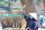 Rằm tháng Giêng: Đào Nhật Tân cuối mùa xuống phố