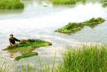 Đẩy mạnh nghiên cứu khoa học và công nghệ trong lĩnh vực nông nghiệp