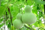 Kỹ thuật trồng cây bầu hồ lô trong vườn nhà ra quả quanh năm