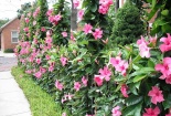 Kỹ thuật trồng cây hoa Hồng Anh leo cho tường nhà rực rỡ sắc hoa