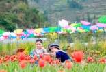 Vườn hoa tulip đẹp như châu Âu hút hồn du khách ở Lào Cai