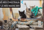 Australia sẽ diệt 2 triệu con mèo hoang vào năm 2020