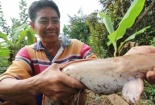 Cận cảnh cá trê lạ màu hồng phấn của nông dân Cần Thơ