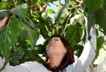 Cà chua siêu đắt 1 triệu đồng/kg trồng được ở Lâm Đồng