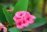 Kỹ thuật trồng cây Xương Rồng Bát Tiên mang may mắn cho gia chủ
