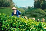 Chè Thái Nguyên: Nét độc đáo trong văn hóa của người Việt