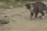 Clip: Mèo bắt răn trong vòng 1 phút