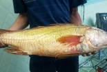 Đồng Nai: Bắt được hai con cá giống cá sủ vàng nặng 2,9 kg và 1,6 kg
