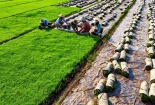 Gia Lai sẽ có 5 khu nông nghiệp ứng dụng công nghệ cao