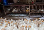 Độc lực vi rút cúm gia cầm đang tăng lên cấp độ nguy hiểm hơn