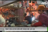 Virut cúm gia cầm A/H7N9 biến đối thành độc lực cao