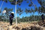 Hạn mức diện tích chuyển từ đất trồng cây lâu năm sang đất ở