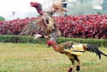 Kỹ thuật nuôi và chăm sóc gà chọi 'máu chiến'