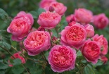 Kỹ thuật trồng cây hoa hồng ngoại trong vườn nhà đẹp miễn chê 