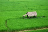 Chính phủ thống nhất mở rộng hạn điền, tích tụ ruộng đất