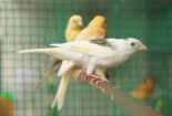 Kỹ thuật nuôi và chăm sóc chim Yến hót hay nhất