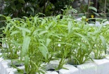 Kỹ thuật trồng cây rau muống trong thùng xốp khỏi lo hóa chất