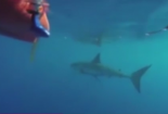 Bị cá mập trắng vây hãm, vẫn dũng cảm làm điều này