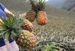 Doanh nghiệp bất ngờ dừng việc thu mua dứa thối cho nông dân ở Lào Cai
